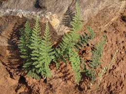 Image result for Cheilanthes hirta