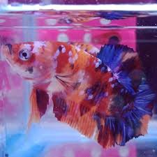 Bingung mendekorasi aquarium kesayangan harus bagaimana? Jual Produk Hiasan Aquarium Termurah Dan Terlengkap Agustus 2021 Halaman 15 Bukalapak