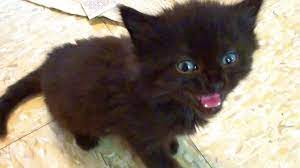 Download the most adorable kitten pictures and images for free! Tiny Kitten Big Meow Youtube