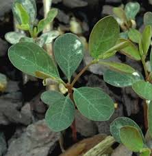 Image result for Phyllanthus tenuis