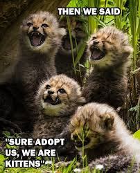 Most Funny Animal Memes And Humor Pics Animals Cute Animals Happy Animals