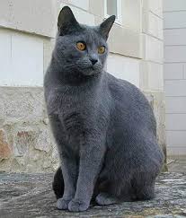 Chartreux Breeds Info Temperament Kitten Names Price Cat Breeds All Cat Breeds Cats