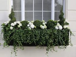 Winter window boxes christmas window boxes window box flowers flower boxes container plants container gardening succulent containers container flowers vegetable gardening. Luxury Large Window Box In Belgravia Window Box Flowers Window Box Plants Window Boxes
