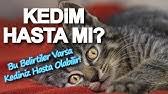 Kedim Istahsiz Halsiz Ve Surekli Uyuyor Ne Yapmaliyim Youtube