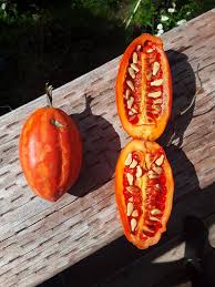 Image result for Coccinia adoensis