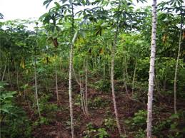 Image result for Hyparrhenia tamba