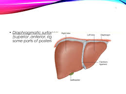 There is a printable worksheet available for download here so you can take the quiz with pen and paper. Gross Anatomy And Histology Of Liver