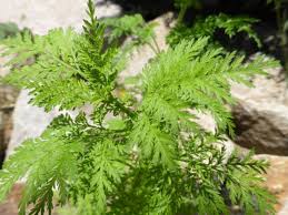 Henry lai et narendra singh, de l'université de washington, ont mis en évidence l'efficacité du médicament contre des cellules. Artemisia Annua Une Plante Medicinale A Fort Potentiel Therapeutique Alsagarden Le Blog Des Jardiniers Curieux