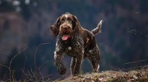 Image result for griffon korthalsův