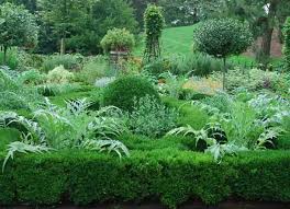 Image result for Buxus acutata