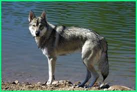 Tersedia berbagai pilihan anakan anjing american pit bull terrier, ada juga yang remaja dan dewasa. 10 Jenis Anjing Yang Mirip Serigala Kamu Udah Tau Dunia Fauna Hewan Binatang Tumbuhan Tamaskan Dog Unusual Animals Dogs