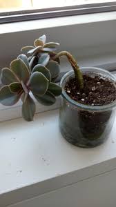 Check spelling or type a new query. Why Is My Succulent Bending Like This Also Can Someone Identify Succulents