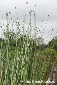 Image result for Lepidagathis plantaginea