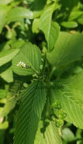 Image result for Caperonia