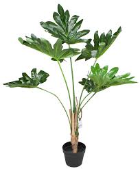The philodendron is not a plant per se as many believe, but a genus of plants scientifically known as araceae. Philodendron In Plastic Pot 80cm