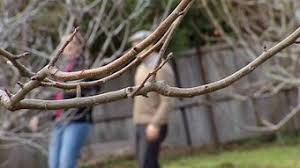 Ash, lime, elm, oak, beech, poplar, eldar, london plane, fruit trees, eucalyptus and sweet chestnut. Fruit Tree Pruning Fact Sheets Gardening Australia Gardening Australia
