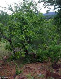 Image result for Strophanthus kombe