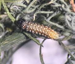 Use them in commercial designs under lifetime, perpetual & worldwide rights. Invasive Species Archives Insect Diagnostic Lab