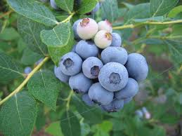 A cross of two blackberry cultivars (chehalem and olallie) developed by the usda and oregon state university more than 60 years ago, marionberry is the perfect blend of flavors, size, and high yields. Marionberry Plant Ison S Nursery Vineyard