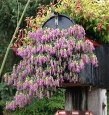 Pin On Hanging Baskets