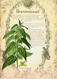 Garten Krauter Und Pflanzen Gesucht Seestern Garten Gesucht Krauter Pfla Garten Gesucht Krauter Pflanzen Seestern