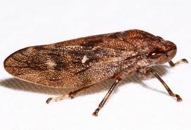 Image result for Hypolytrum pynaertii