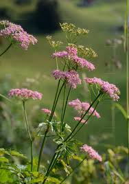 Image result for Pimpinella ledermannii