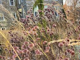 Image result for Vernonia purpurea