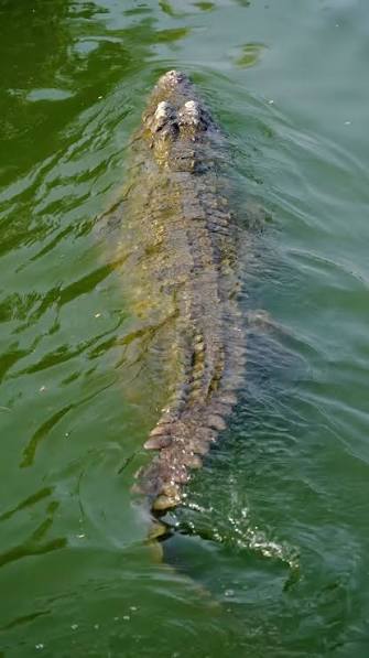 Gliding through the water with effortless precision. 🐊, Every movement is smooth, controlled, and perfectly adapted for life in the water. , [marsh crocodile, wildlife, wild animals, every life ...