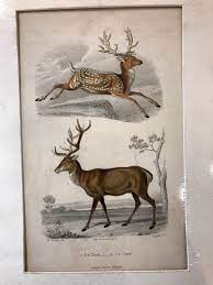 Discover (and save!) your own pins on pinterest Sold Price Le Daim Le Cerf Deer Hand Colored Steel Engraving November 4 0118 7 00 Pm Est