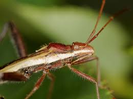 Image result for Canthium bugoyense