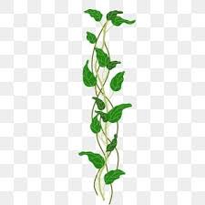 Green leaf vine with fruit png image transparent resolution: Green Leaf Flower Vine Vine Illustration Vine Clipart Plant Plant Flower Png Transparent Clipart Image And Psd File For Free Download Flowering Vines Annual Plants Leaf Flowers
