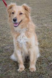 While a golden retriever mix may share common physical traits and temperament with golden retrievers. Mini Golden Retriever Spitz Sheltie Mischling Edwin Rude Zuhause Gefunden Tierfreunde Helfen Tieren In Not E V Happy Ends Archiv Von Zergportal De