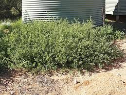 Image result for Atriplex suberecta