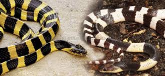 Didatangi ular kobra besar didalam mimpi anda merupakan sebuah pertanda ada seorang wanita pengganggu dalam rumah tangga. 99 Arti Mimpi Ular Belang Putih Hitam Dan Kuning Hitam Menurut Primbon Jawa Dan Tafsir Islam Lengkap Mimpi Ular