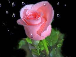Rose love beautiful pink images flowers. Most Beautiful Pink Love Roses Flowers Online Delivery Pink Love Rose Flower 1024x768 Wallpaper Teahub Io