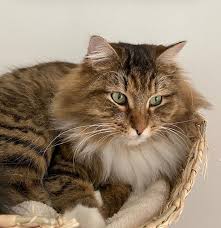 19, 2020 even if you're not a cat person, you won't be able to resist these cute image of kitten adorable brown kitten x breed ready now pretty kitty cat of siberian breed, fluffy brown tabby and. Have You Seen Chewie A Missing Siberian Cat Lost At Serangoon Gardens Siberian Cat White Cat Breeds Siberian Kittens