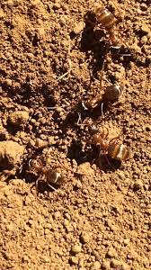 Bee removal, termite control, pest control, animal organizations, wholesale pest control equipment. Humboldt Termite And Pest Control Annual Contract Coupon