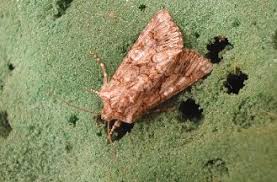 Moths and Butterflies of Europe and North Africa