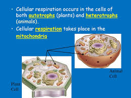 Check spelling or type a new query. Releasing Chemical Energy Ppt Download