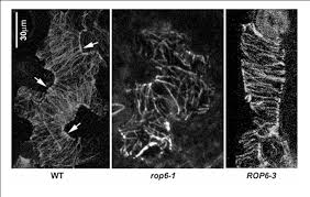 We did not find results for: Plant Cell Shape Modulators And Measurements Semantic Scholar