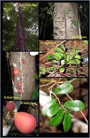 Image result for Ficus pygmaea