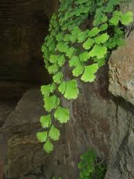 Image result for Adiantum