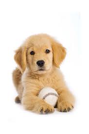 Le Petit Sportif Chiot Chien Mignon Animaux Mignons