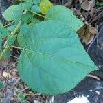 Image result for Triumfetta pentandra