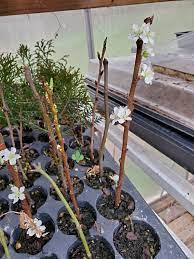 Earlier in the week i transplanted nine new purple leaf plum trees. Plum Tree Propagation Plum Tree Growing Plum Trees Propagating Plants