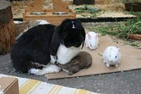 Kaninchen sind vor allem bei kindern beliebte haustiere. Kaninchen Kaufen