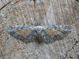 Image result for Eupithecia icterata