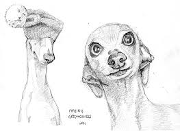 They are intelligent, affectionate, laid back, clean canine companions. Ivan Waumans Italian Greyhounds Reddit Sketchdaily