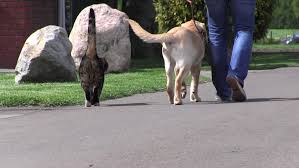 Im rennmäuse haltung forum im bereich rennmäuse forum; Pubertat Beim Hund Und Ihre Bedeutung Fur Die Erziehung